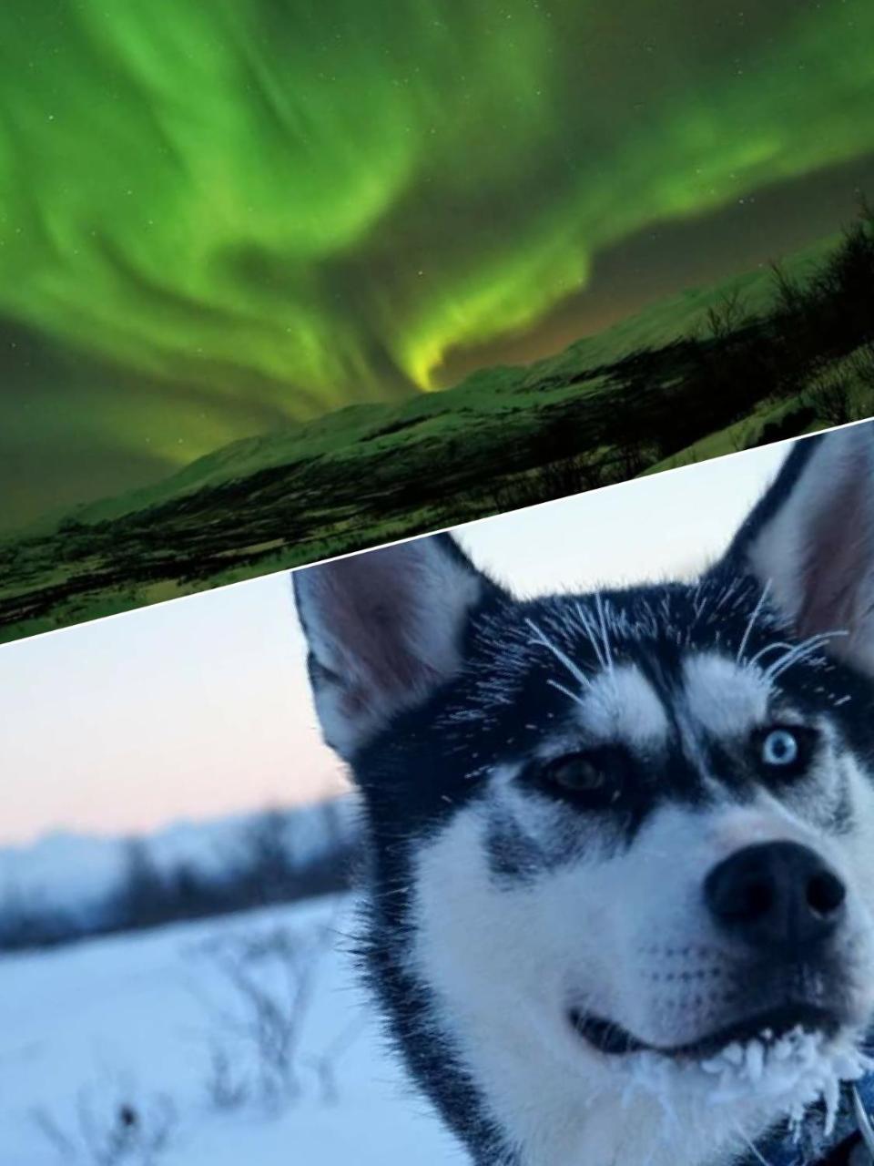 Abisko Net Hostel & Huskies Dış mekan fotoğraf